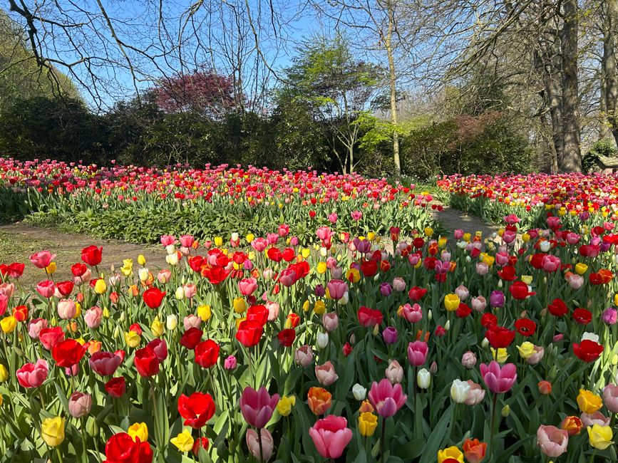 A vibrant outdoor scene featuring a large field of tulips in shades of red, pink, yellow, purple, and white, arranged in dense clusters along a winding pathway. The tulips are in full bloom with open 