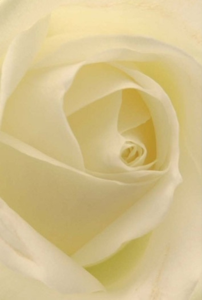 Surveying this white rose up close, one appreciates the serene interplay of softness and structured form-inspired by the quiet, winding paths near Virginia Water's lakeside. Creamy whites and subtle ivory shades drift together, illuminated by natural daylight that feels as gentle as the breeze skirting the edge of Valley Gardens. The petals build layer upon layer, their matte surfaces and silky textures creating a tranquil core that speaks of resilience and purity. Each shadowed crease and glowing highlight draws the eye further inward, evoking a mood of sophistication and heartfelt sincerity. As an ideal centrepiece for weddings at Wentworth or respectful tributes delivered along Abbots Drive, this rose's immaculate arrangement and understated fragrance evoke memories and new beginnings alike. It stands as a testament to the skilled local florists of Virginia Water, who translate nature's wisdom into floral artistry for every occasion.